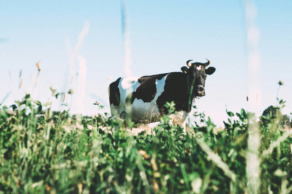 cow