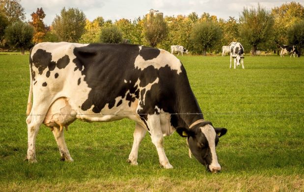 cow